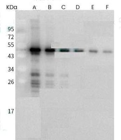 SARS-CoV-2 Nucleocapsid Antibody (019), Novus Biologicals 100 &mu;g; Unconjugated:Anticorps,