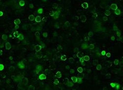 SARS-CoV-2 Nucleocapsid Antibody (040), Novus Biologicals:Antibodies:Primary