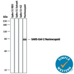 SARS-CoV-2 Nucleocapsid Antibody - BSA Free, Novus Biologicals 0.025 mg;