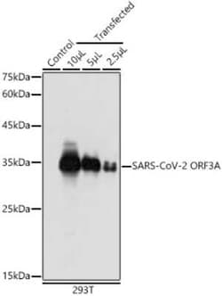 SARS-CoV-2 ORF3a Rabbit anti-SARS-CoV-2, Polyclonal, Novus Biologicals 100 &mu;g | Buy Online | Novus Biologicals | Fisher Scientific