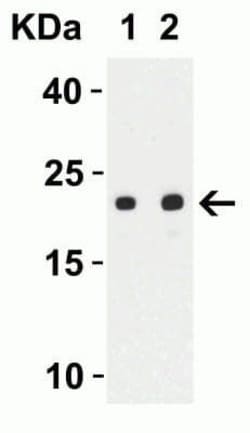SARS-CoV-2 ORF3b Antibody - BSA Free, Novus Biologicals 0.1 mg | Buy Online | Novus Biologicals | Fisher Scientific
