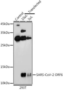 SARS-CoV-2 ORF6 Rabbit anti-SARS-CoV-2, Polyclonal, Novus Biologicals 100