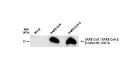 SARS-CoV-2 ORF7a Antibody (3C9), Novus Biologicals 100 &mu;g; Unconjugated:Antibodies,