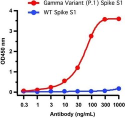 SARS-CoV-2 Spike Antibody (5G12G11) - Gamma Variant, P.1, Brazil - BSA Free, Novus Biologicals 0.1 mg | Buy Online | Novus Biologicals | Fisher Scientific