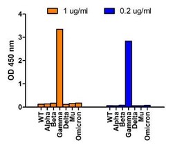 SARS-CoV-2 Spike Antibody (5G12G11) - Gamma Variant, P.1, Brazil - BSA Free, Novus Biologicals 0.1 mg | Buy Online | Novus Biologicals | Fisher Scientific