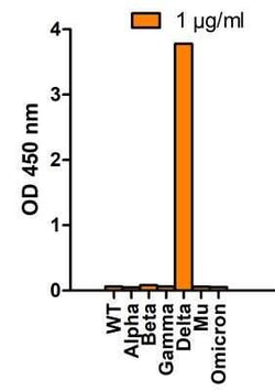 SARS-CoV-2 Spike Antibody (5H4C5) - Delta Variant, B.1.617.2, India - BSA Free, Novus Biologicals 0.1 mg | Buy Online | Novus Biologicals | Fisher Scientific