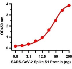 SARS-CoV-2 Spike Antibody - BSA Free, Novus Biologicals 0.1 mg | Buy Online | Novus Biologicals | Fisher Scientific