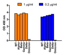 SARS-CoV-2 Spike Antibody - BSA Free, Novus Biologicals 0.1 mg | Buy Online | Novus Biologicals | Fisher Scientific