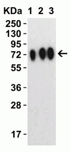SARS-CoV-2 Spike Antibody - BSA Free, Novus Biologicals 0.1 mg | Buy Online | Novus Biologicals | Fisher Scientific