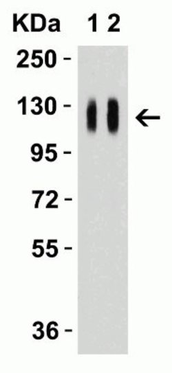 SARS-CoV-2 Spike Antibody - BSA Free, Novus Biologicals 0.1 mg | Buy Online | Novus Biologicals | Fisher Scientific