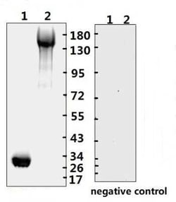 SARS-CoV-2 Spike RBD Antibody (B001Y) - (RBD) - BSA Free, Novus Biologicals
