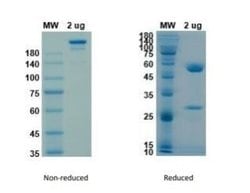 SARS-CoV-2 Spike S1 Antibody (H4) - Azide and BSA Free, Novus Biologicals™