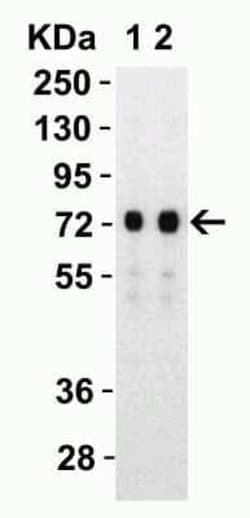 SARS-CoV-2 Spike S2 Antibody - BSA Free, Novus Biologicals 50 &mu;g; Unconjugated:Antibodies