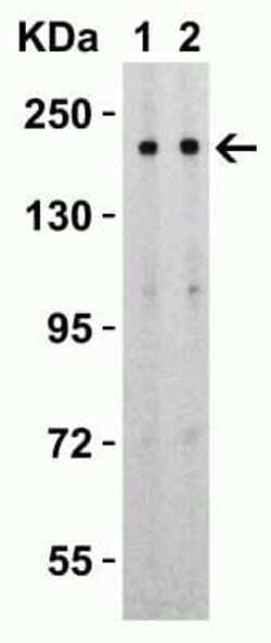 SARS-CoV-2 Spike S2 Antibody - BSA Free, Novus Biologicals 50 &mu;g; Unconjugated:Antibodies