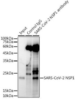 SARS-CoV-2 nsp1 Rabbit anti-SARS-CoV-2, Polyclonal, Novus Biologicals 100