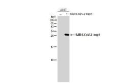SARS-CoV-2 nsp1 Antibody, Novus Biologicals 100 &mu;g; Unconjugated:Antibodies,