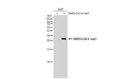 SARS-CoV-2 nsp1 Antibody, Novus Biologicals 100 &mu;g | Buy Online | Novus Biologicals | Fisher Scientific