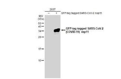 SARS-CoV-2 nsp11 Antibody, Novus Biologicals 100 &mu;g | Buy Online | Novus Biologicals | Fisher Scientific