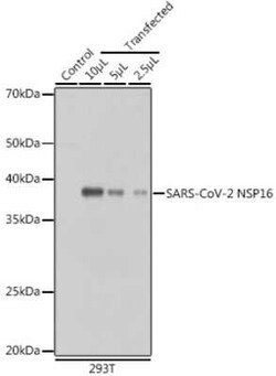 SARS-CoV-2 nsp16 Rabbit anti-SARS-CoV-2, Polyclonal, Novus Biologicals 100 &mu;g | Buy Online | Novus Biologicals | Fisher Scientific