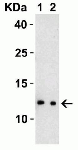 SARS-CoV-2 nsp8 Antibody - BSA Free, Novus Biologicals 0.1 mg; Unconjugated:Antibodies,