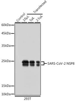 SARS-CoV-2 nsp8 Rabbit anti-SARS-CoV-2, Polyclonal, Novus Biologicals 100 &mu;g | Buy Online | Novus Biologicals | Fisher Scientific