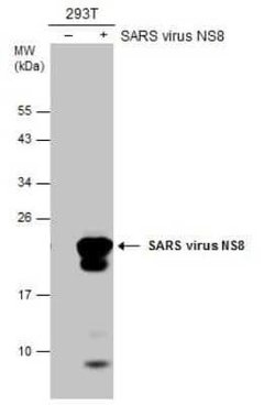 SARS-CoV NSP8 Antibody (5A10), Novus Biologicals 100 &mu;g; Unconjugated:Antibodies,