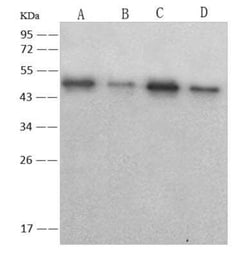 SARS Nucleocapsid Protein Antibody (05), Novus Biologicals:Antibodies:Primary