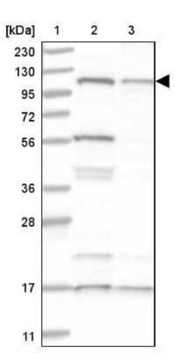 SART1 Antibody, Novus Biologicals:Antibodies:Primary Antibodies