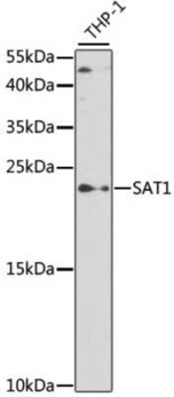 SAT1 Antibody - Azide and BSA Free, Novus Biologicals:Antibodies:Primary