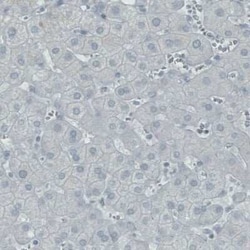 SATB2 Antibody (CL0323), Novus Biologicals 25 &mu;L, Unconjugated:Antibodies,
