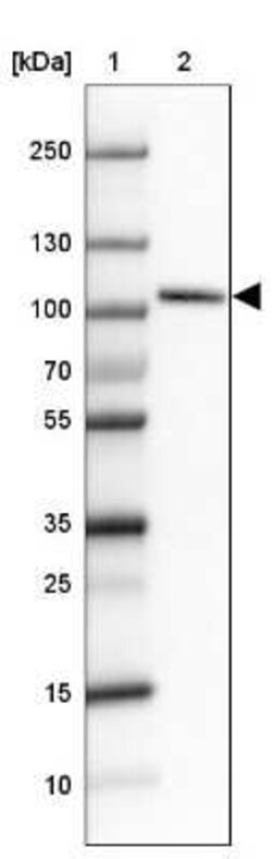 SATB2 Antibody (CL0323), Novus Biologicals 25 &mu;L, Unconjugated:Antibodies,