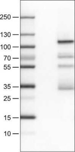 SATB2 Antibody (CL0323), Novus Biologicals 25 &mu;L, Unconjugated:Antibodies,