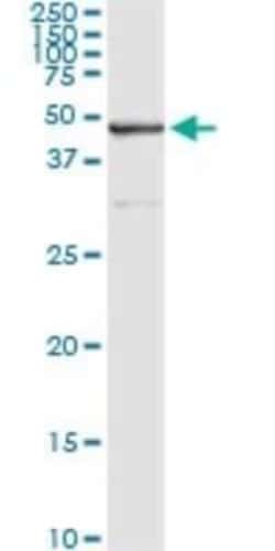 SAV1 Antibody (3B2), Novus Biologicals 0.1 mg; Unconjugated:Antibodies,