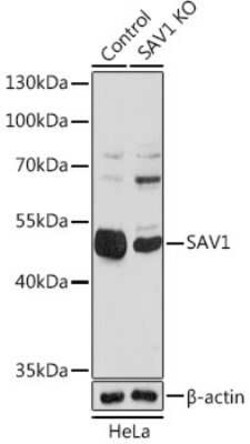 SAV1 Rabbit anti-Human, Mouse, Rat, Polyclonal, Novus Biologicals:Antibodies:Primary