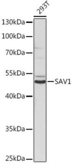 SAV1 Rabbit anti-Human, Mouse, Rat, Polyclonal, Novus Biologicals:Antibodies:Primary