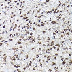 SC35 Antibody - Azide and BSA Free, Novus Biologicals 0.1 mL; Unconjugated:Antibodies,