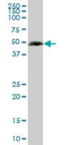 SC65 Antibody (1E12), Novus Biologicals 0.1 mg | Buy Online | Novus Biologicals | Fisher Scientific