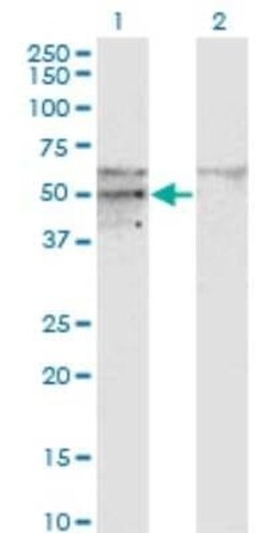 SC65 Antibody (1E12), Novus Biologicals 0.1 mg | Buy Online | Novus Biologicals | Fisher Scientific