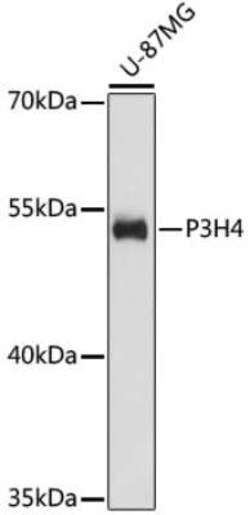 SC65 Antibody - Azide and BSA Free, Novus Biologicals:Antibodies:Primary
