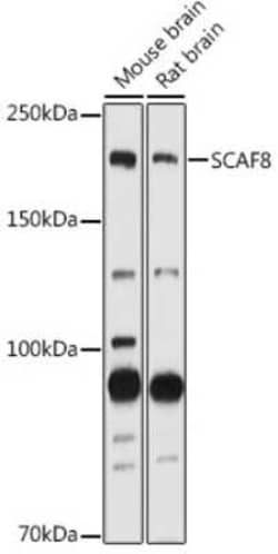 SCAF8/RBM16 Rabbit anti-Human, Mouse, Rat, Polyclonal, Novus Biologicals 100 &mu;g | Buy Online | Novus Biologicals | Fisher Scientific