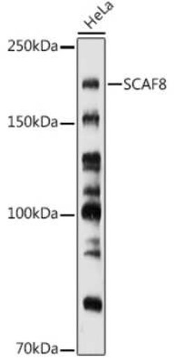 SCAF8/RBM16 Rabbit anti-Human, Mouse, Rat, Polyclonal, Novus Biologicals 100 &mu;g | Buy Online | Novus Biologicals | Fisher Scientific