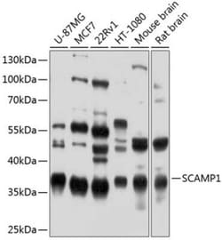 SCAMP1 Antibody - BSA Free, Novus Biologicals 0.02 mL, Unconjugated:Antibodies,