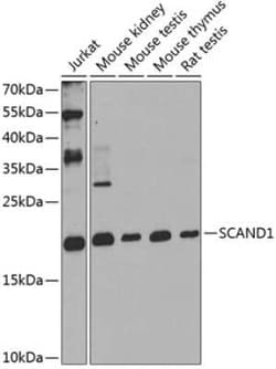 SCAND1 Antibody - BSA Free, Novus Biologicals:Antibodies:Primary Antibodies