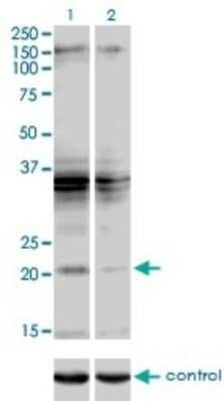 SCAND2 Antibody (7B12), Novus Biologicals 0.1 mg | Buy Online | Novus Biologicals | Fisher Scientific