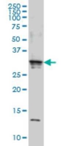SCAND2 Antibody (7B12), Novus Biologicals 0.1 mg | Buy Online | Novus Biologicals | Fisher Scientific