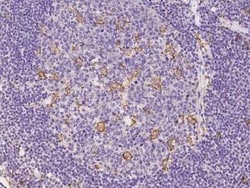 SCAP2 Antibody, Novus Biologicals 50 &mu;g, Unconjugated:Antibodies, Polyclonal