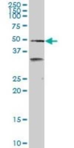 SCARA3 Antibody (3A2), Novus Biologicals 0.1 mg | Buy Online | Novus Biologicals | Fisher Scientific