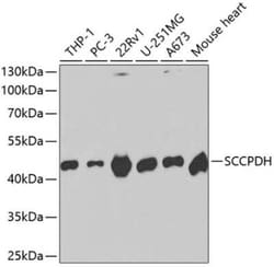 SCCPDH Antibody - BSA Free, Novus Biologicals:Antibodies:Primary Antibodies