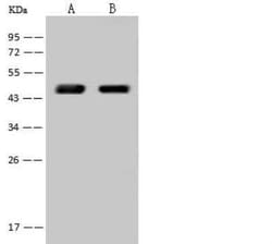 SCCPDH Antibody, Novus Biologicals 100 &mu;g, Unconjugated:Antibodies,