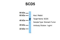 SCD5 Rabbit anti-Human, Polyclonal, Novus Biologicals 0.1 mL | Buy Online | Novus Biologicals | Fisher Scientific